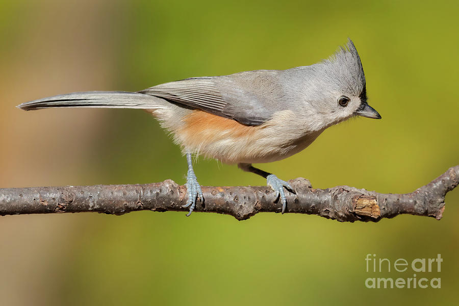 Tufted Titmouse Photograph by Jerry Fornarotto