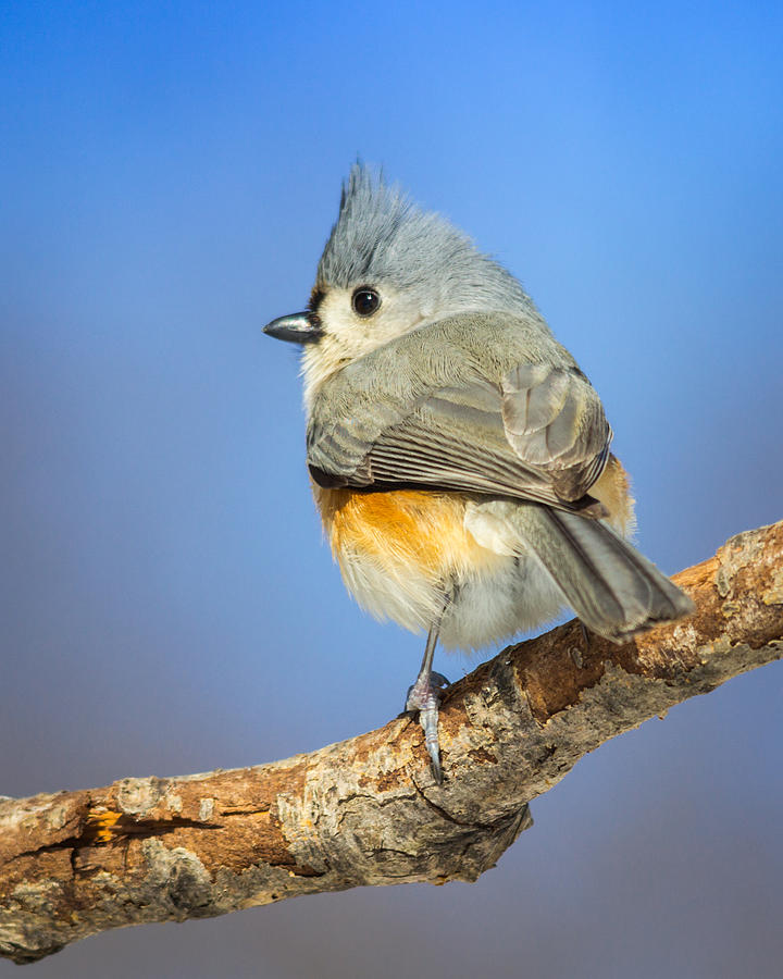 Titmouse Photograph - Tufted Titmouse by Kimberly Kotzian Titmouse Photograph - Tufted Titmouse by Kimberly Kotzian