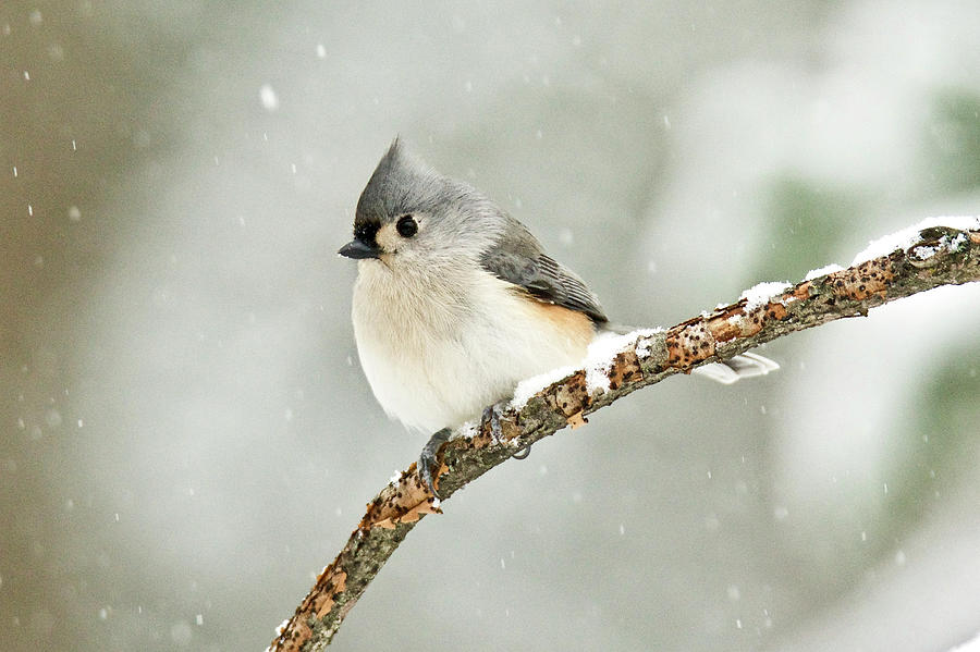Tufted Titmouse Photograph by Michael Peychich