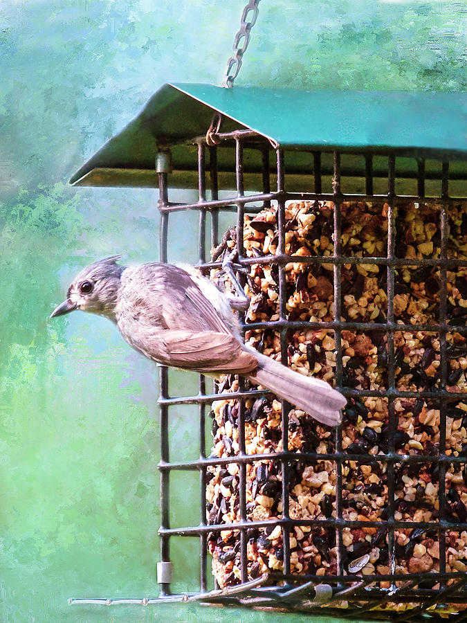 Tufted Titmouse On Feeder Photograph by Bellesouth Studio