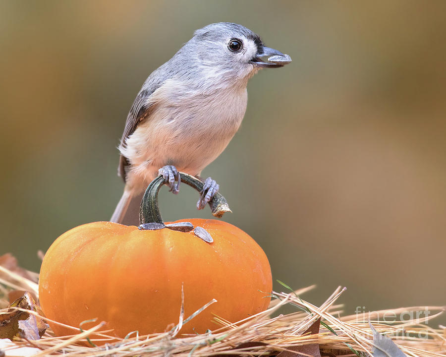 Tufted Titmouse on Pumpkin Photograph by Jerry Fornarotto