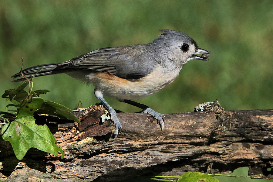 Tufted Titmouse on Tree Branch Photograph by Sheila Brown