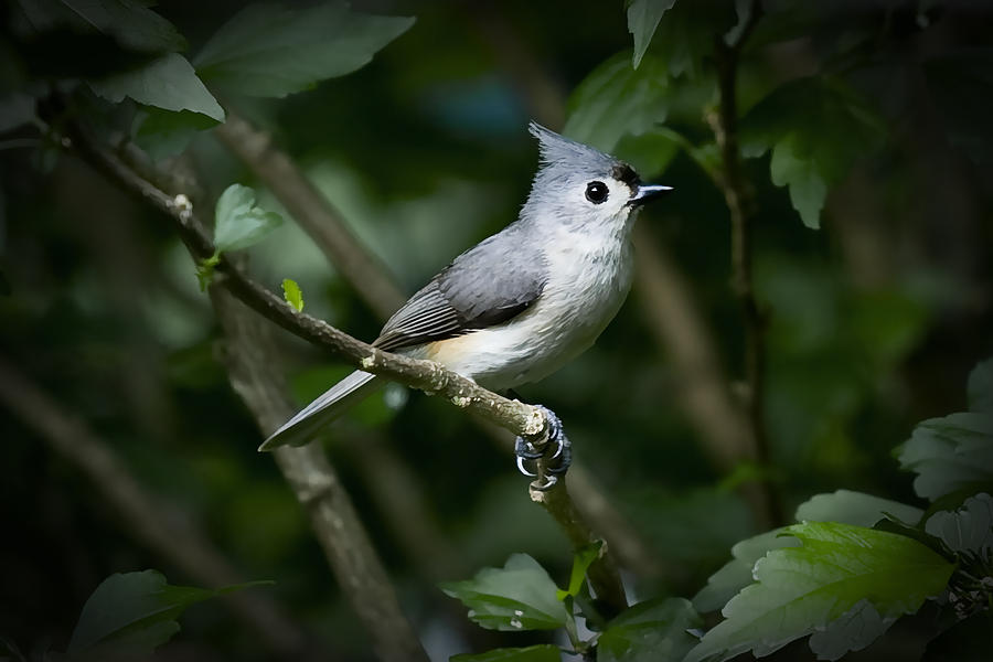 Tufted Titmouse Photograph by Patricia Montgomery