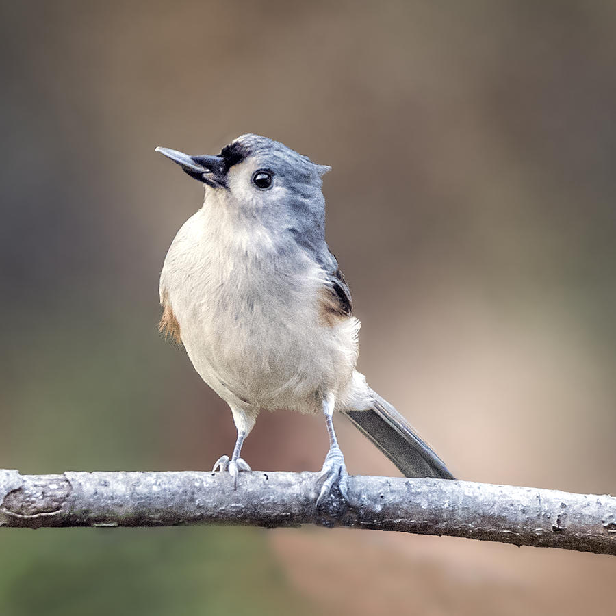 Tufted Titmouse Perched With Sun Flower Seed In His Beak Photograph by William Bitman