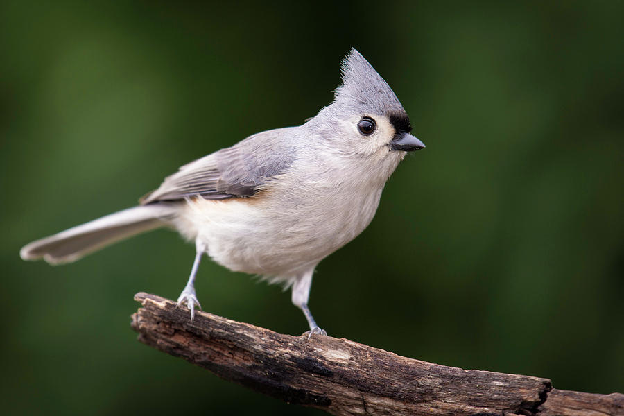 Titmouse Photograph - Tufted Titmouse by Phil Thach