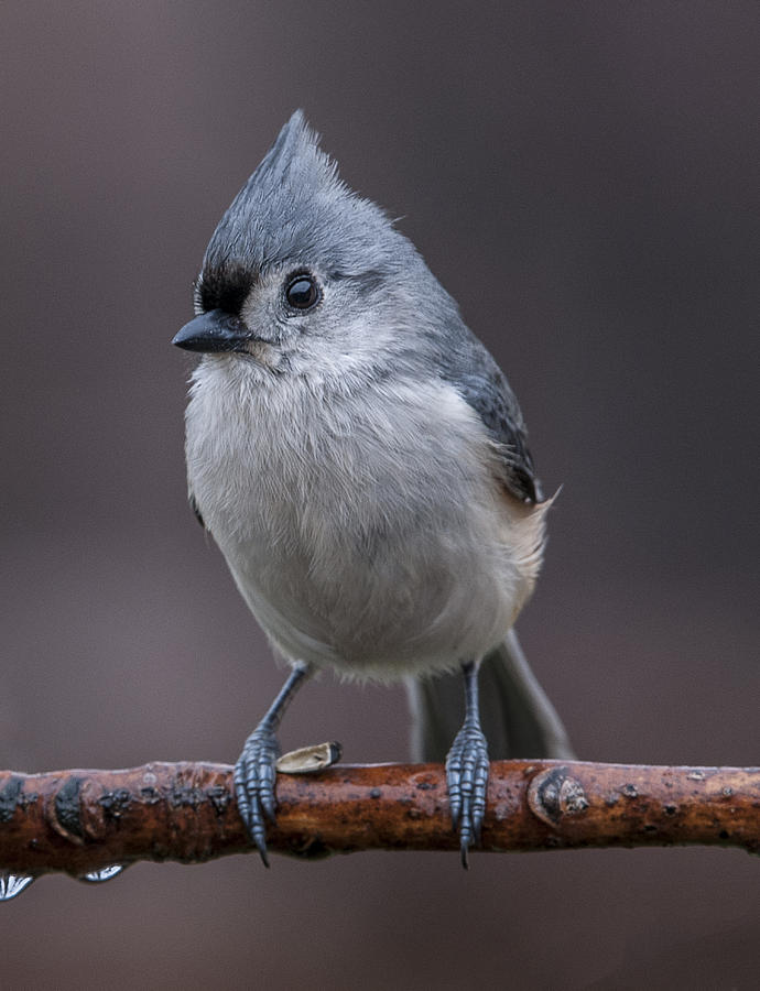 Tufted Titmouse Profile Photograph by William Bitman