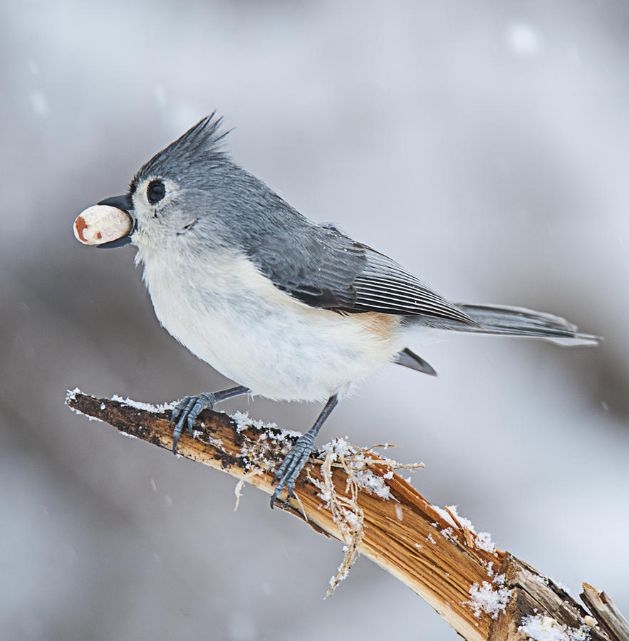 Tufted Titmouse Photograph by Roni Chastain