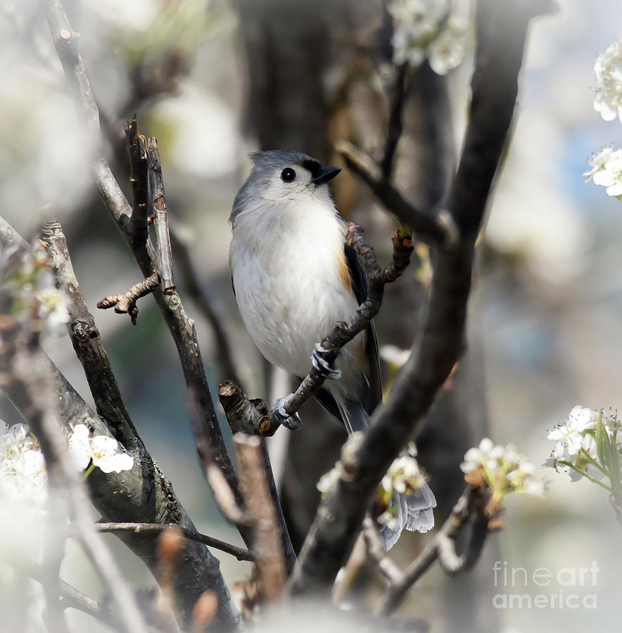 Tufted Titmouse Surrounded by Spring Photograph by Kerri Farley