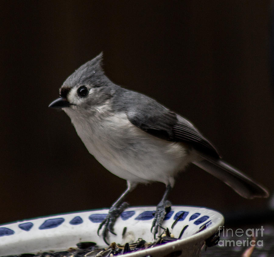 Tufted Titmouse Photograph by Toma Caul