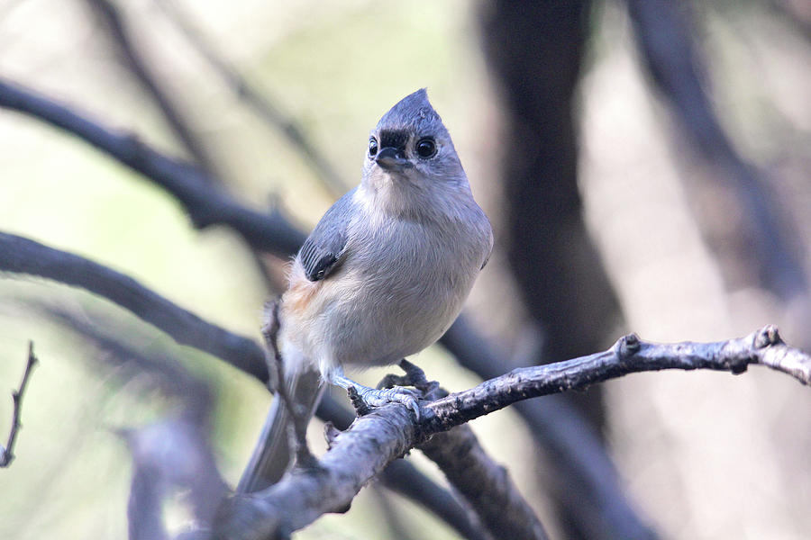 Tufted Titmouse Photograph by Trina Ansel