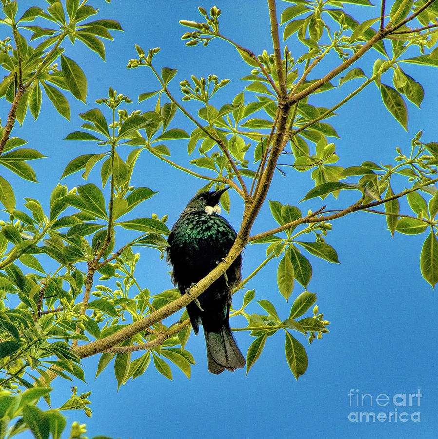 Tui Bird Photograph by Karen Lewis