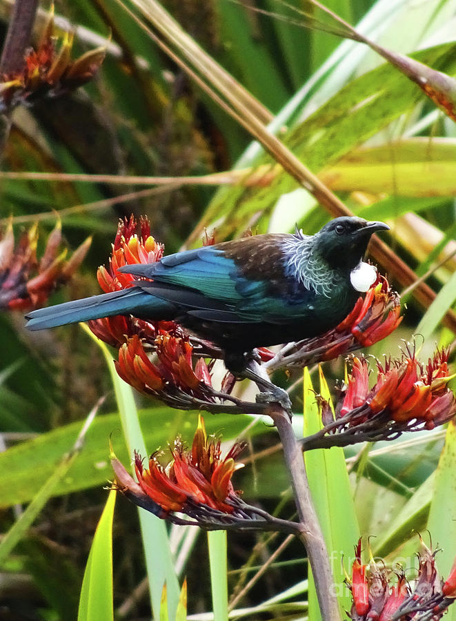 Tui in Flax Photograph by Angela DeFrias