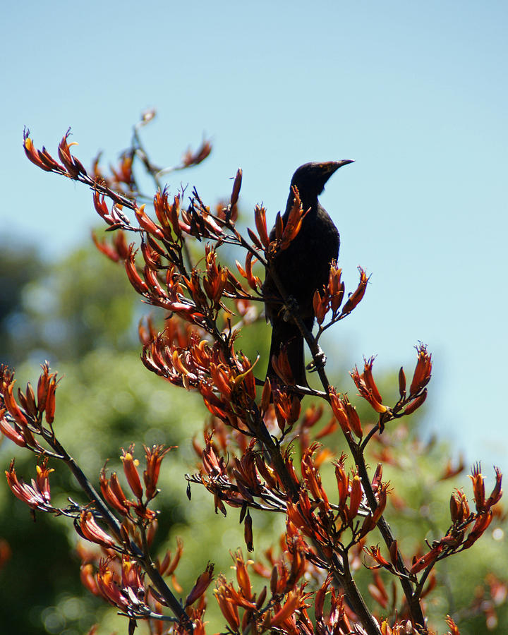 Tui in the Flax Photograph by Brandy Herren