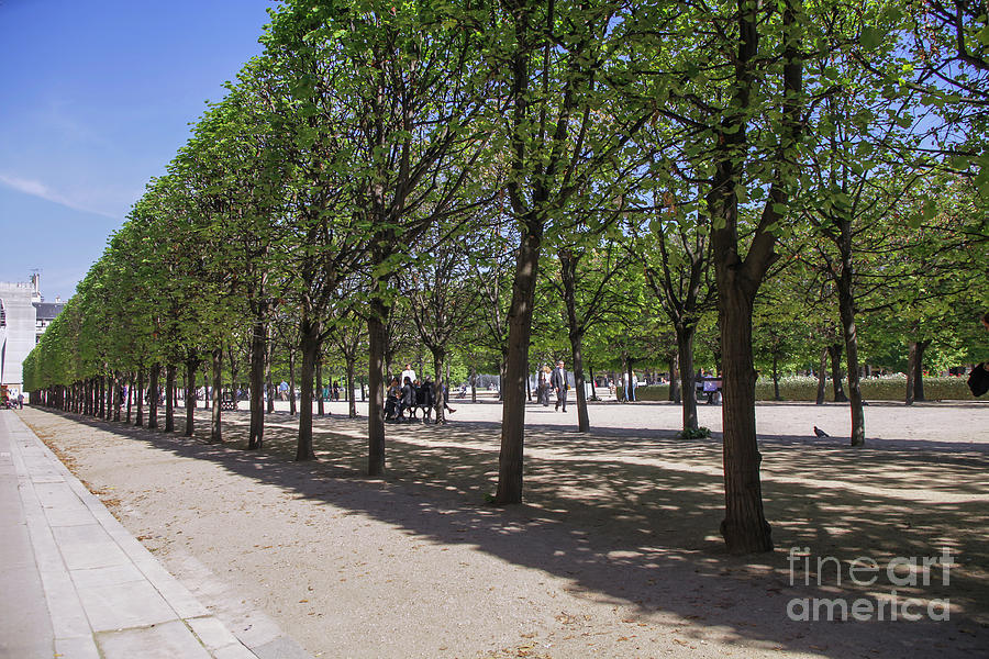 Tuilleries garden Photograph by Patricia Hofmeester
