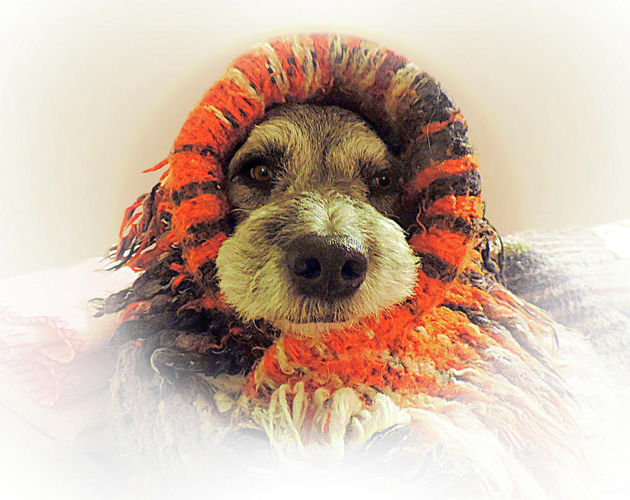 Tuinki Dog Snuggle Photograph by Gabby Dream