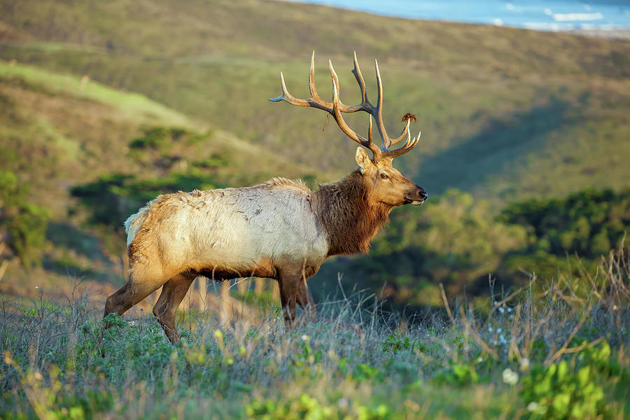 Tule Elk 2 Photograph by Jonathan Nguyen