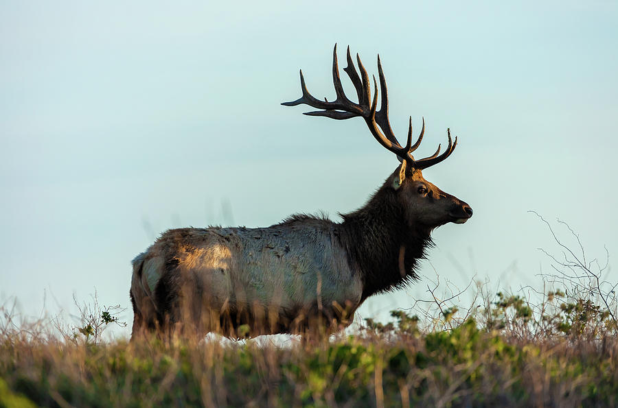 Tule Elk 3 Photograph by Jonathan Nguyen