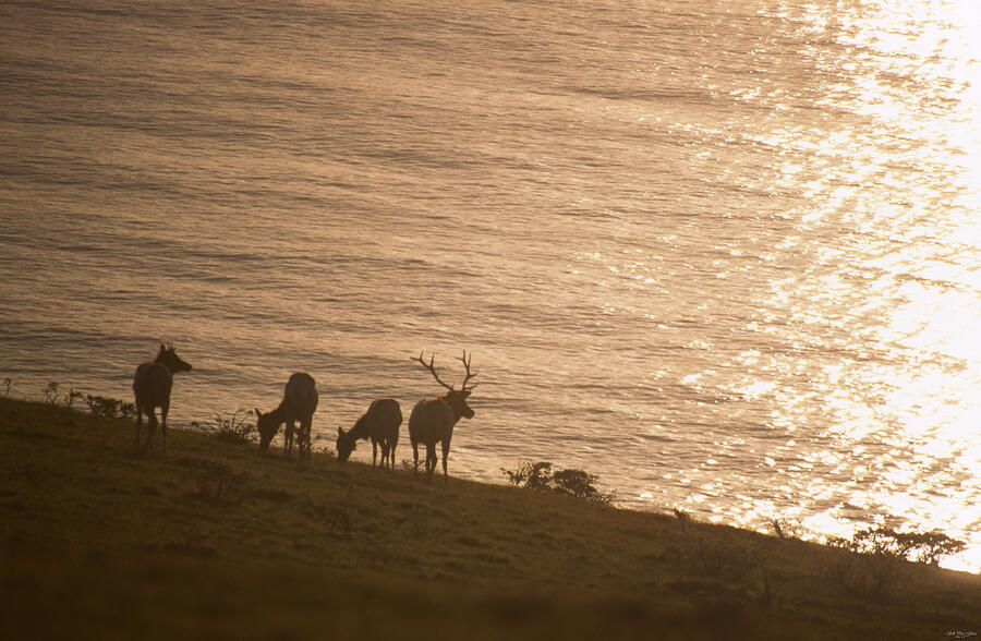 Mammal Photograph - Tule Elk And Pacific Ocean by Soli Deo Gloria Wilderness And Wildlife Photography