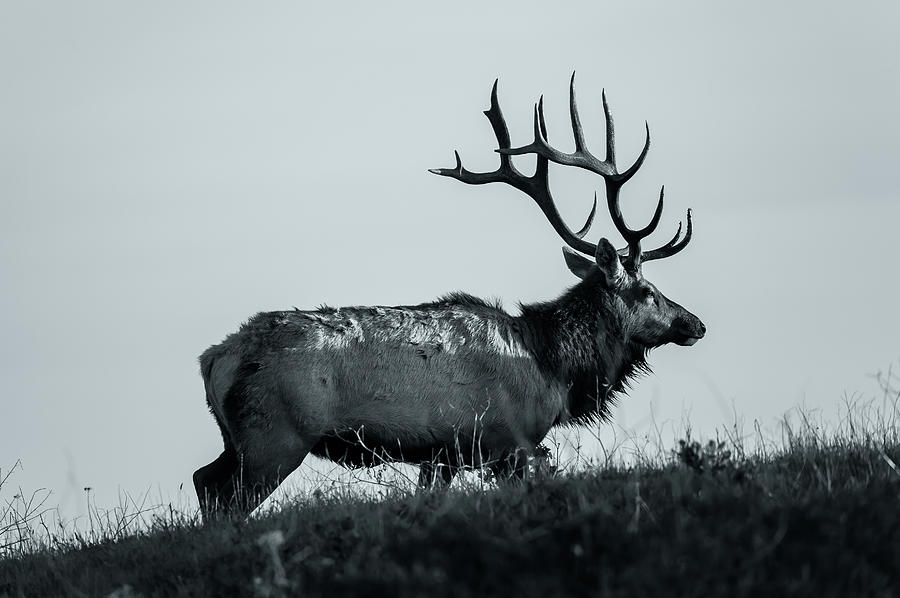 Tule Elk BW Photograph by Jonathan Nguyen