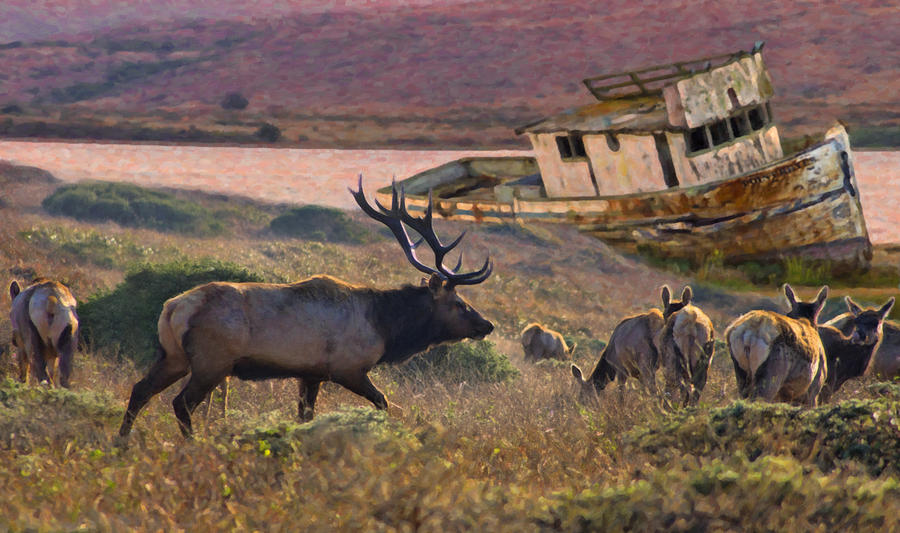 Tule Elk Homecoming. Photograph