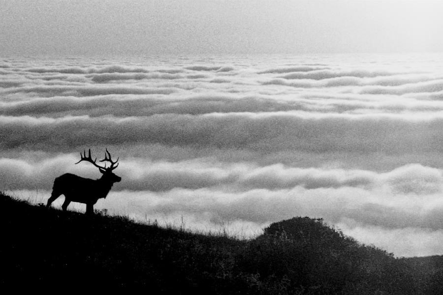 Tule Elk Photograph by Neil Pankler