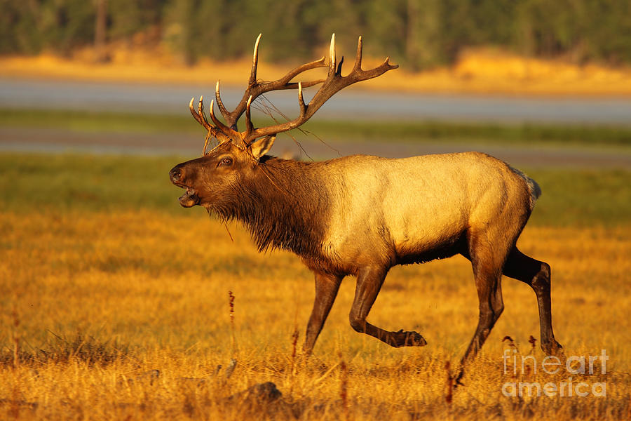 Tule Elk Running By While Bugling Photograph by Max Allen