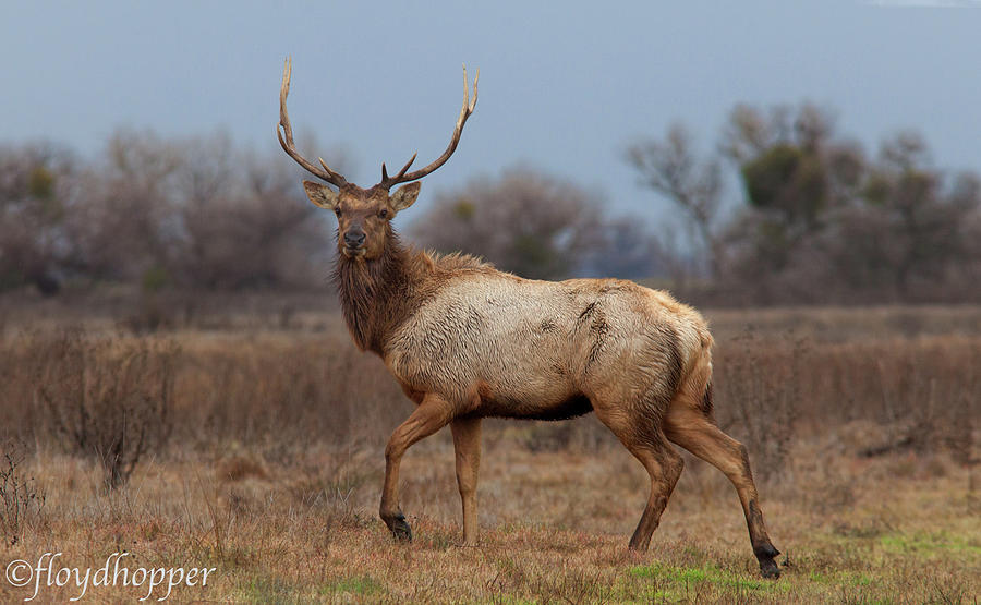 Tule Elk Stare Down Photograph by Floyd Hopper