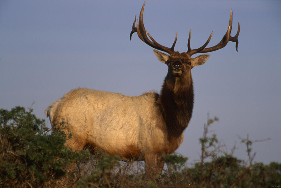 Mammal Photograph - Tule Elk - Tomales Point by Soli Deo Gloria Wilderness And Wildlife Photography