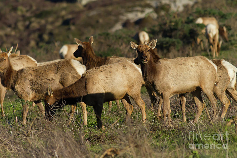 Animal Photograph - Tules Elks At Tomales Bay Point Reyes National Seashore California 5DIMG9338 by Wingsdomain Art and Photography