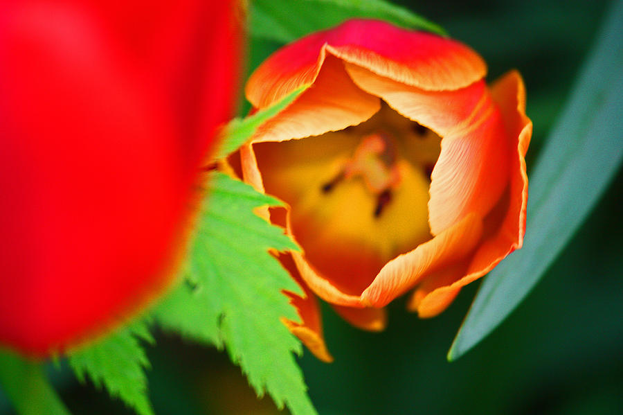 Tulip 002 Photograph by Bobby Villapando