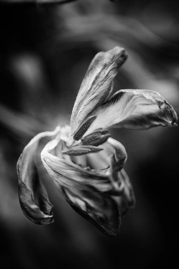 Tulip 02 Photograph by Nora Batternay - Fine Art America