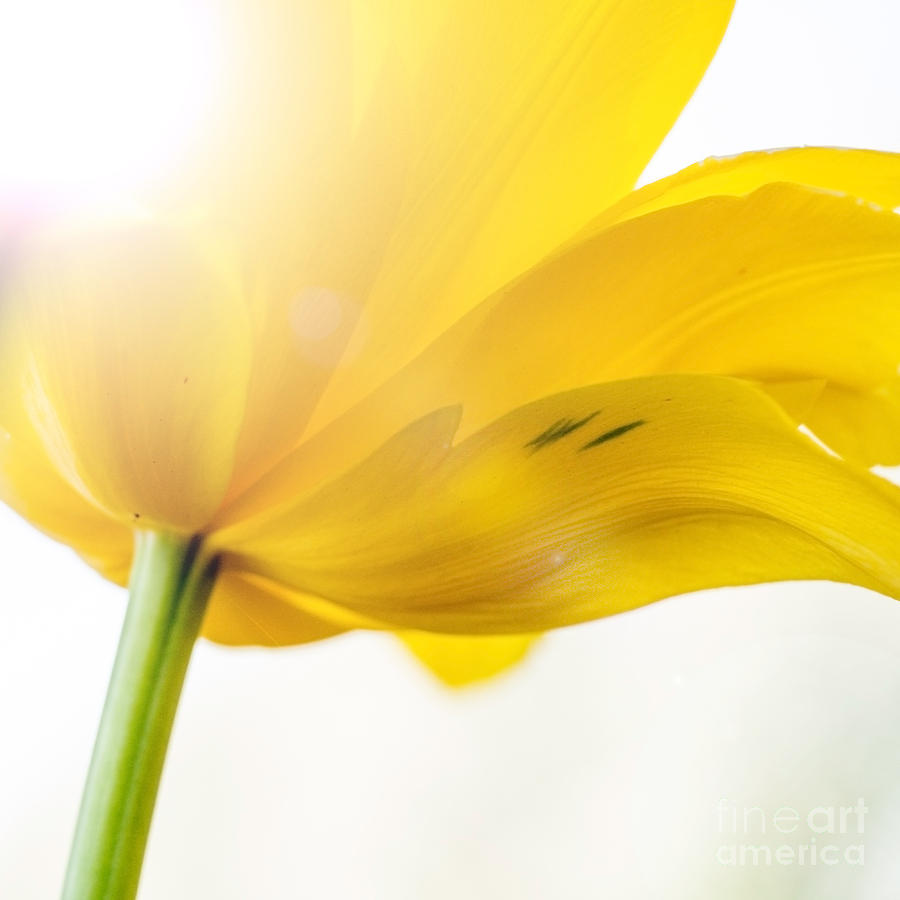Spring Photograph - Tulip 02 by Wei-San Ooi