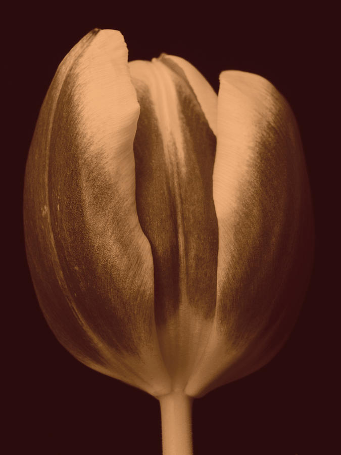 Tulip 1 Photograph