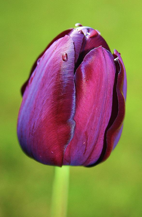 Tulip 1 Photograph by Martina Fagan