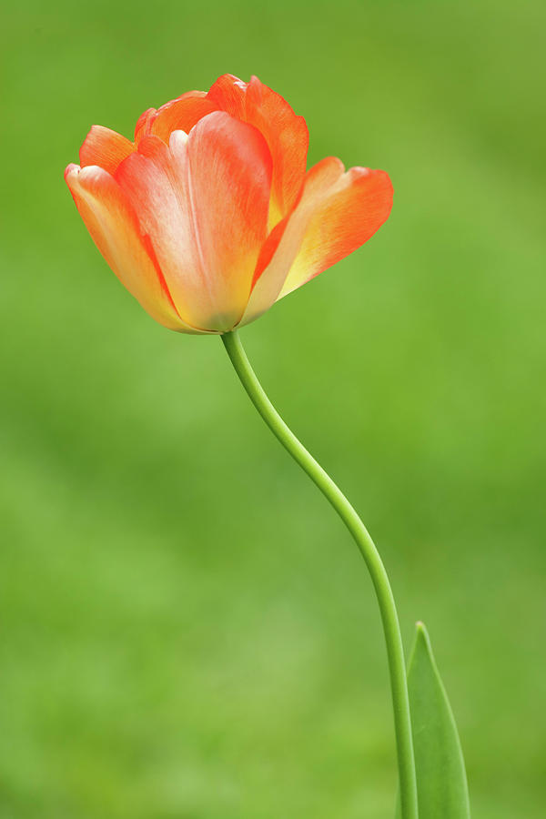 Tulip 1 Photograph by Ram Vasudev