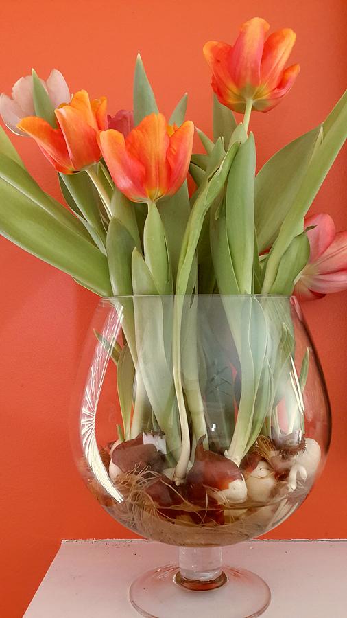Tulip 1 Photograph by Vijay Sharon Govender