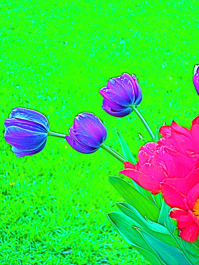Flower Photograph - Tulip 14 by Pamela Cooper