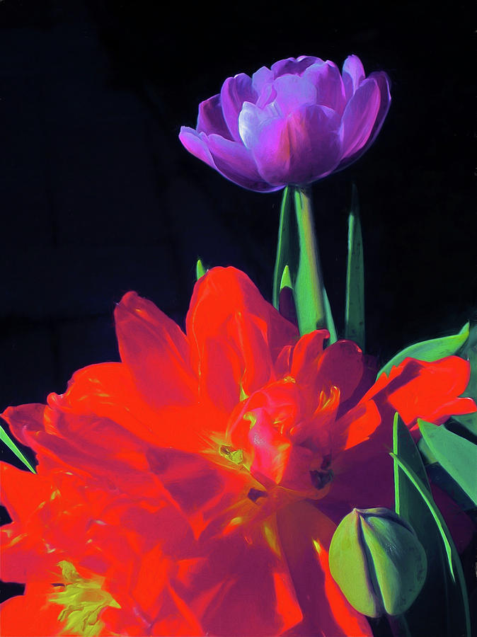 Tulip 15 Photograph by Pamela Cooper