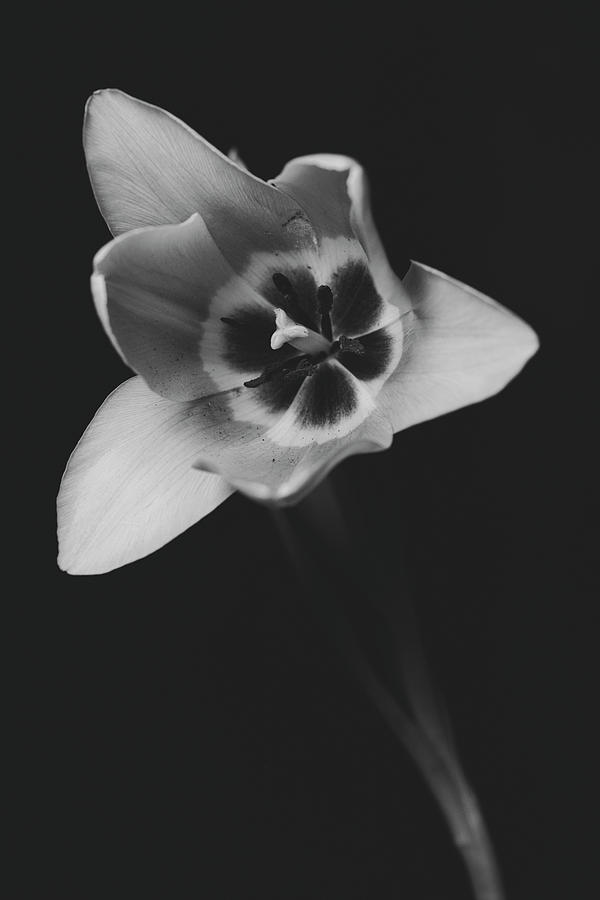 Tulip 16-0085 Photograph by Desmond Manny