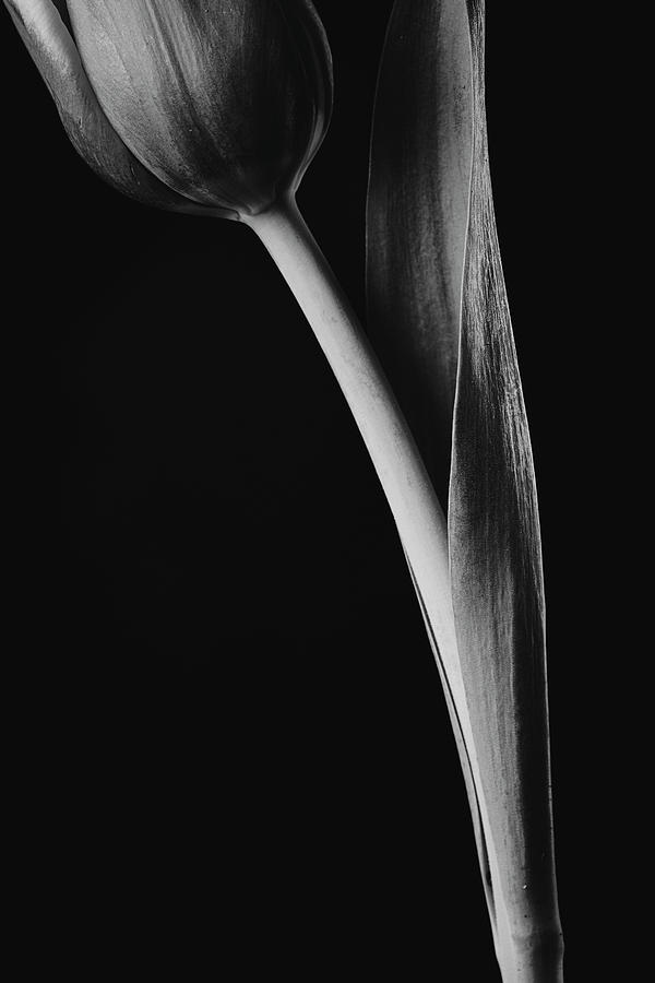 Tulip #170 Photograph by Desmond Manny