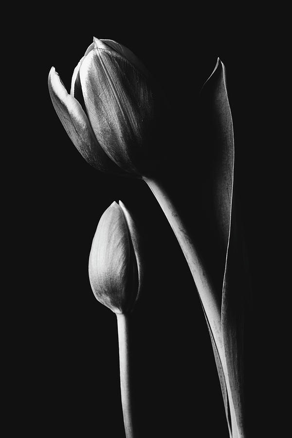 Tulip #173 Photograph by Desmond Manny