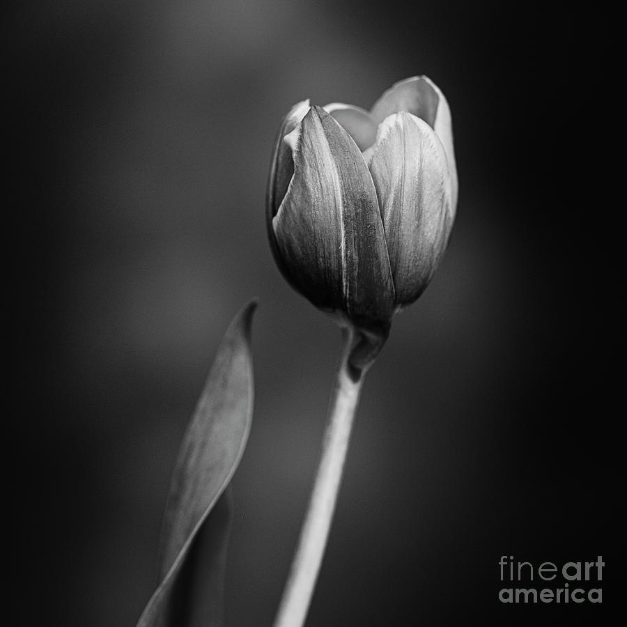 Tulip #175 Photograph by Desmond Manny