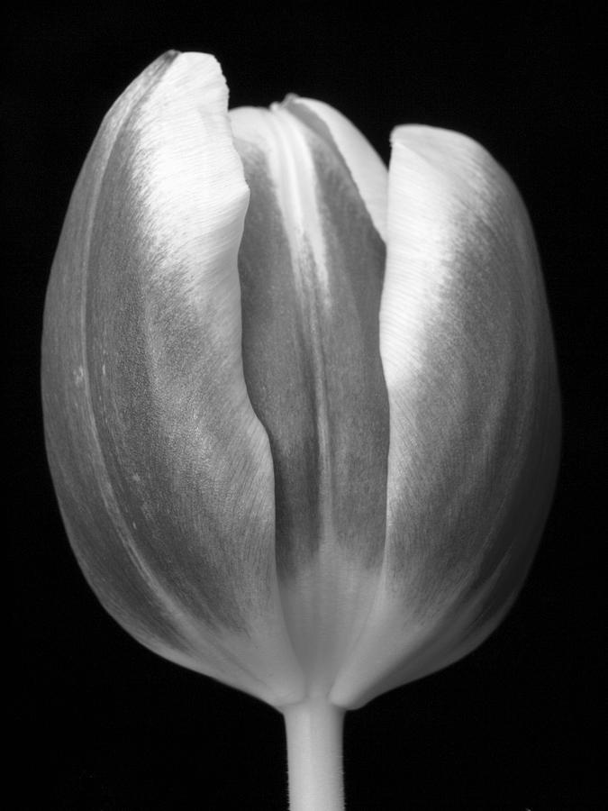 Tulip 2 Photograph