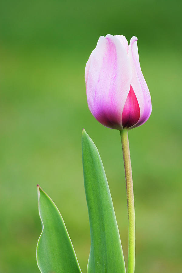 Tulip 2 Photograph by Ram Vasudev