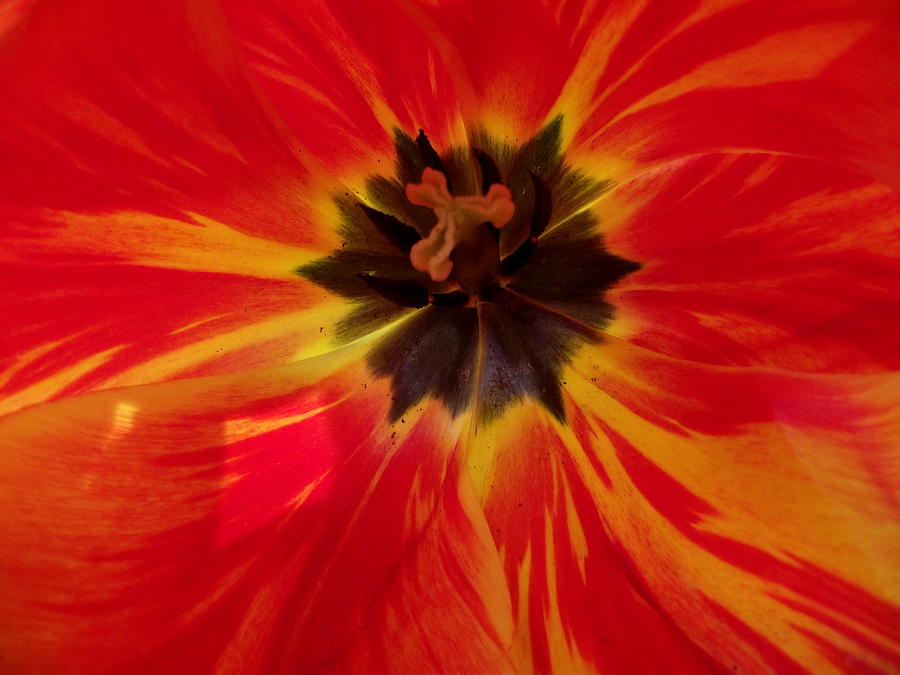 Tulip 2 Photograph by Rochelle Santiago | Fine Art America