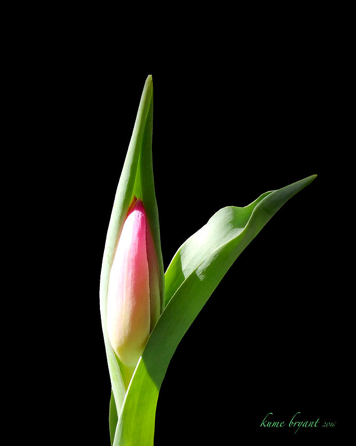 Tulip 3 Photograph by Kume Bryant