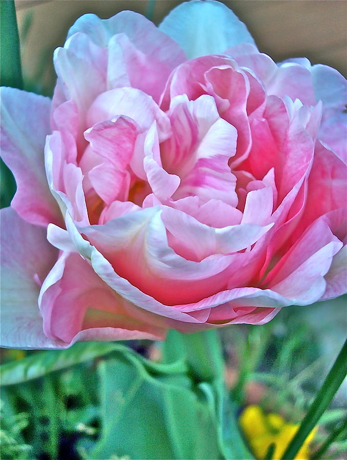 Tulip 33 Photograph by Pamela Cooper
