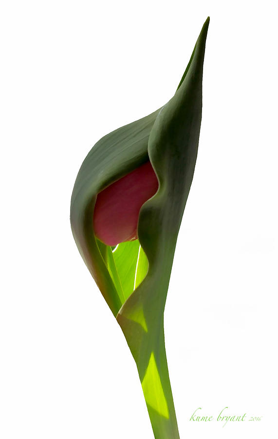 Tulip 4 Photograph by Kume Bryant