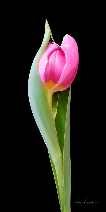 Tulip 5 Photograph by Kume Bryant
