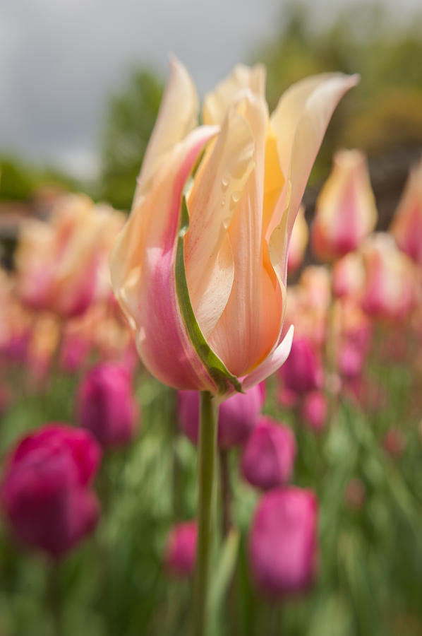 Tulip 7 Photograph by Joye Ardyn Durham